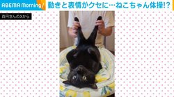 にゃんておとなしい!! 黒猫が“されるがまま”不思議な踊りをする姿が「顔がww」「まんざらでもなさそう」と話題
