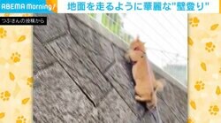 「地面を走るように壁を登る猫」に「軽やかすぎる～」「ニャンじゃ」など称賛の声
