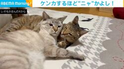 仲良しきょうだい猫の微笑ましい日常…と思いきや“まさかの急展開”に「スッと真顔になるのおもろい」「うちもよくやるｗ」の声