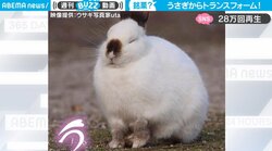 眠る寸前のうさぎが“饅頭”に変身 キュートな一部始終に「お手手ないない」「謎が解き明かされた！」視聴者釘付け