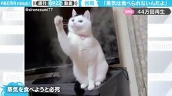 「ゼロカロリーだから！」のツッコミ 加湿器の蒸気を食べようとする仙人ならぬ「仙猫」