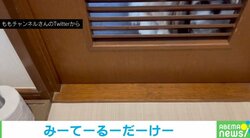なんとも落ち着かない… すき間から視線を飛ばしてくるシーズー「のぞきの現行犯」「“クンクン”しないで下さいませぬか!?」と反響 