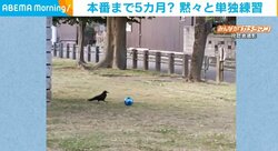 「日本代表にぜひ」くちばしを使って“ドリブル”をするカラスに反響