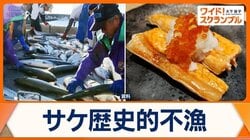 サケ歴史的不漁　北海道は前年の4割　地球温暖化の影響か…対策も