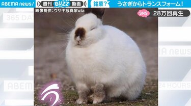 眠る寸前のうさぎが“饅頭”に変身 キュートな一部始終に「お手手ない