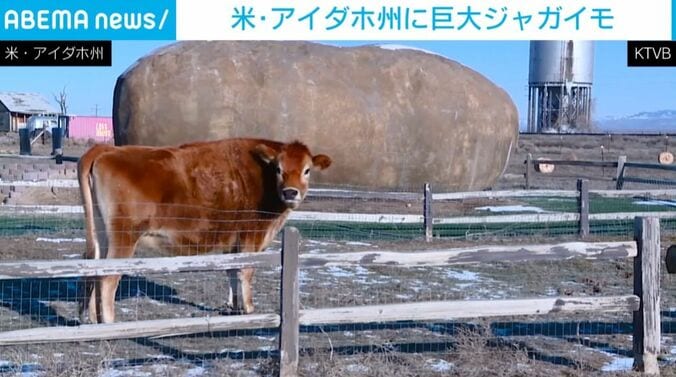 牛と巨大ジャガイモ