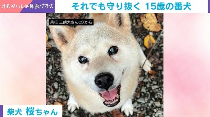 柴犬の桜ちゃん