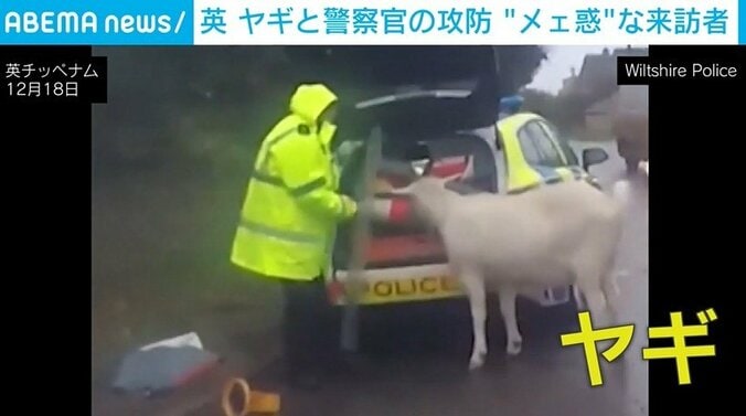警察官とヤギの攻防