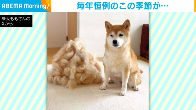 柴犬のももちゃん（6歳）