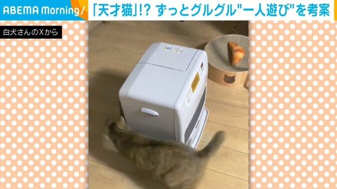 猫のにこちゃん（2歳）