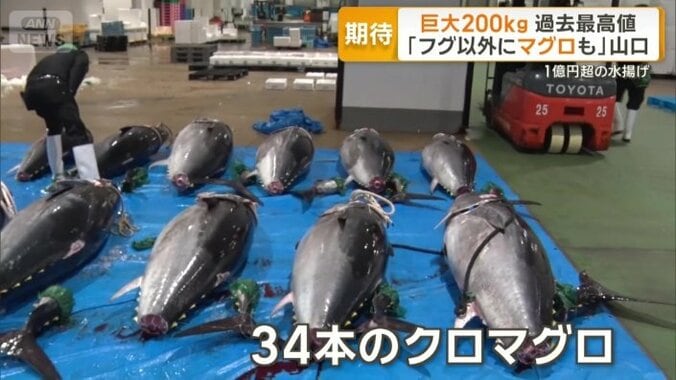 34本のクロマグロ
