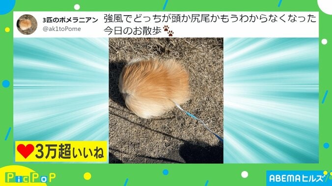 犬の散歩中に珍事「強風でどっちが頭かわからなくなった」目を疑う変身姿にツッコミの声 2枚目