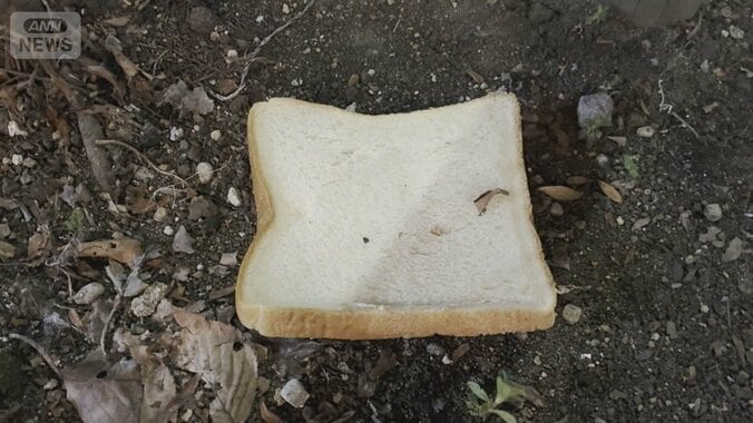 路上に食パン　保健所「誰かが定期的にまいている」　番組スタッフが直撃【詳細版】 1枚目