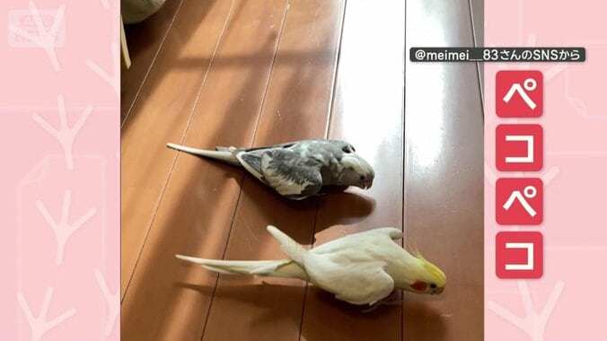 ペコペコ