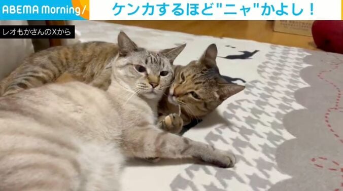 レオくん（6歳）、もかちゃん（6歳）
