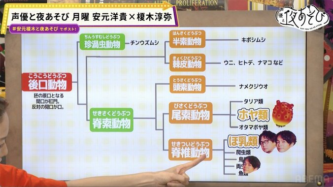 安元洋貴＆榎木淳弥がホヤの生態に大絶叫！人間と同じ仲間？「俺らホヤ!?」衝撃の事実が発覚 3枚目