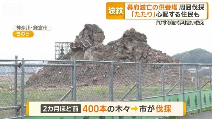 400本の木々を市がすべて伐採