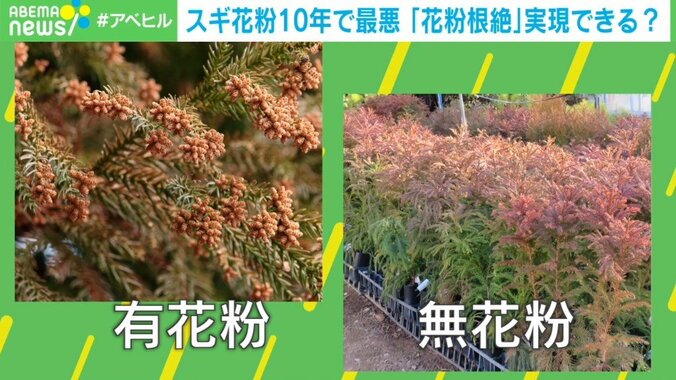 スギ花粉“最大レベル”の飛散量 「無花粉」開発で患者の救いとなるか 2枚目