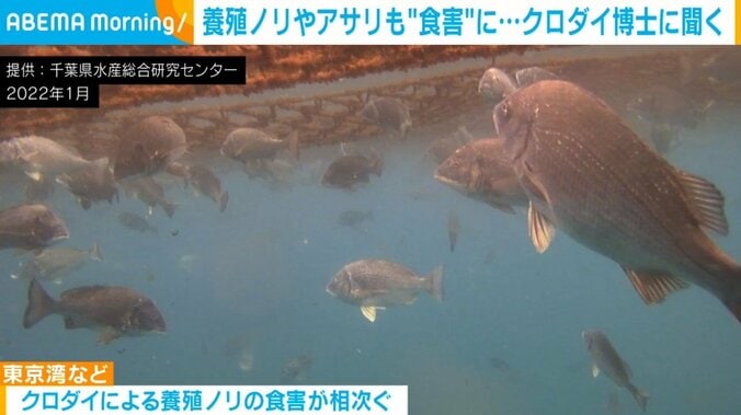 養殖ノリなどの食害被害を招くクロダイ 実はマダイにも劣らない“美味しさ”と専門家が魅力を語る 1枚目