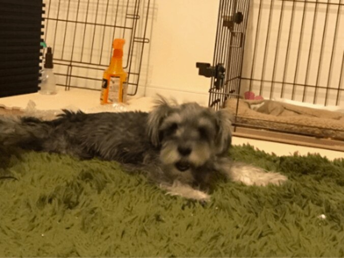 岡田結実、手作りバレンタインに夢中　寝ずの作業に母&ペットが心配 2枚目