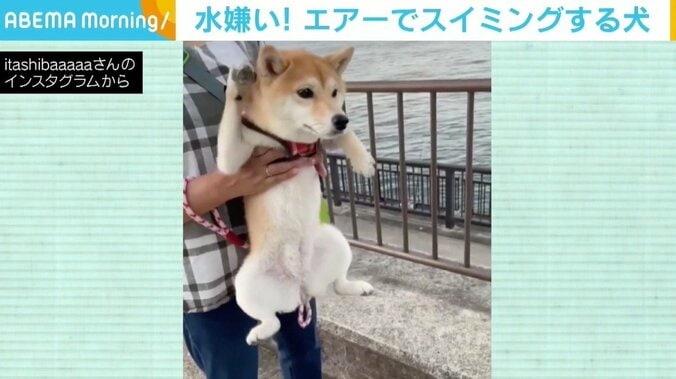 水辺に近づくと“エアースイミング” 水嫌いの犬が見せる行動に反響 「可愛い姿にほのぼの」 1枚目