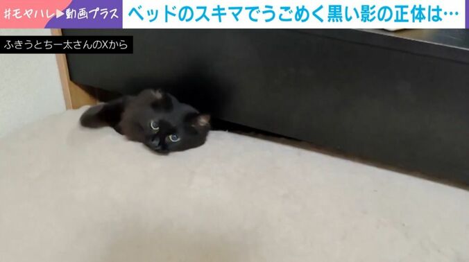 ういろうちゃん