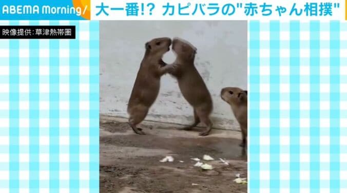カピバラの赤ちゃん