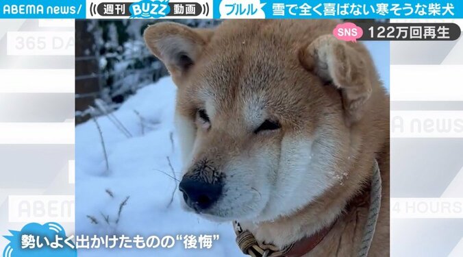 雪中の散歩に出た柴犬が後悔 共感を生む“面白リアクション”に「情けなくてカワイイ」「最強寒波には勝てませんでしたか」 1枚目