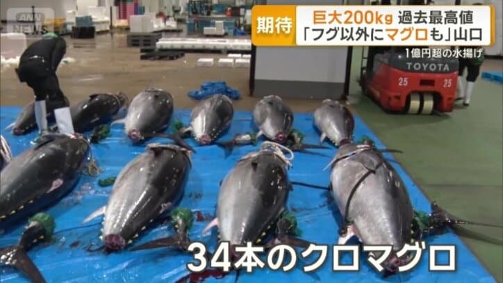 34本のクロマグロ