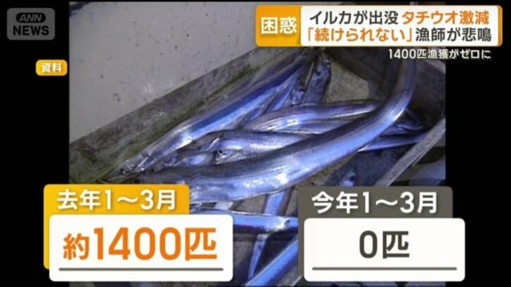 タチウオ　今年はゼロ