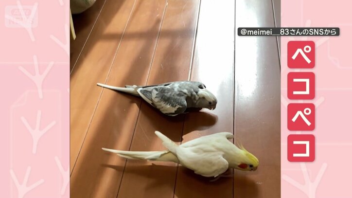 ペコペコ