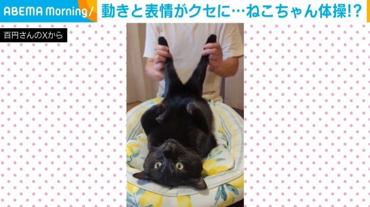 黒猫の百くん（4歳）