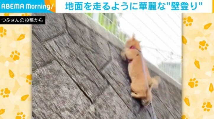 【写真・画像】「地面を走るように壁を登る猫」に「軽やかすぎる～」「ニャンじゃ」など称賛の声　1枚目