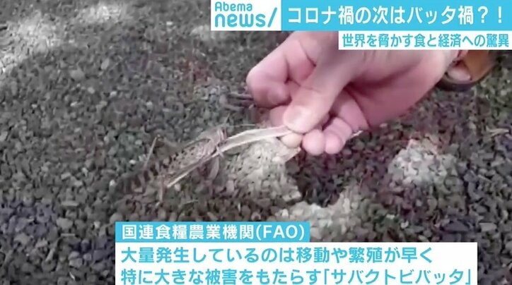 インドを襲う“コロナ禍×バッタ禍”のダブルパンチ 「最悪のタイミングだ」