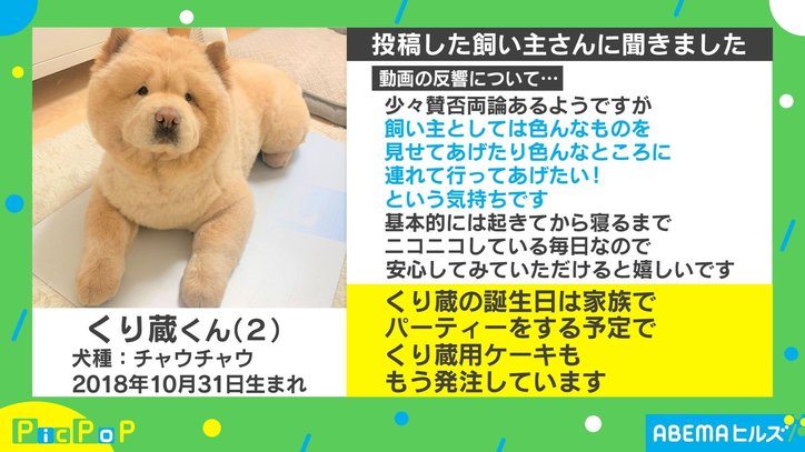 動く“カボチャ”にビビりまくる愛犬が可愛い「癒やされる」「モフモフ最高」動画に反響