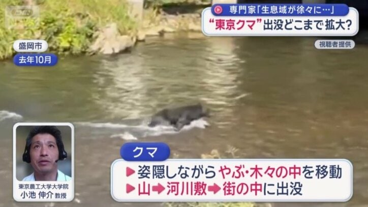 クマの出没は都内のどこまで広がるのか？