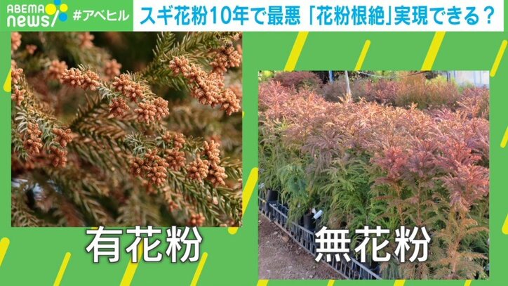 スギ花粉“最大レベル”の飛散量 「無花粉」開発で患者の救いとなるか