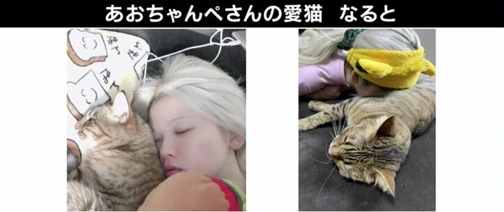 Sns最強コンテンツ 猫 安易な気持ちで飼わないで ご飯やトイレ 病院代 人気の裏に 飼育放棄 の現実も 国内 Abema Times