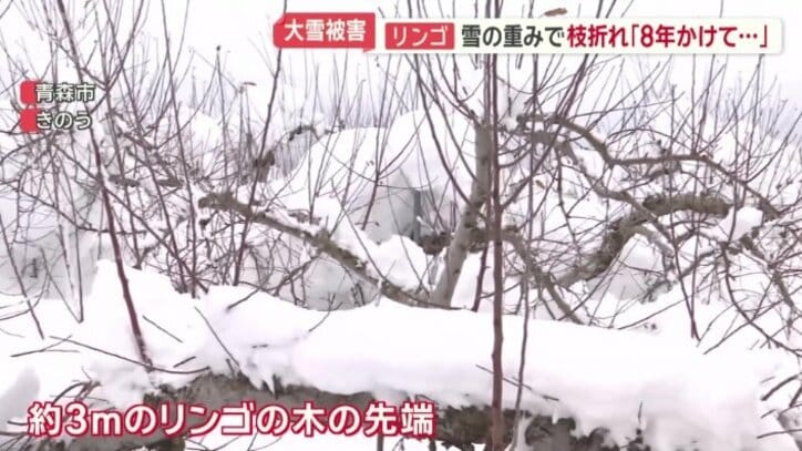 約3メートルのリンゴの木の先端だけが見える状態