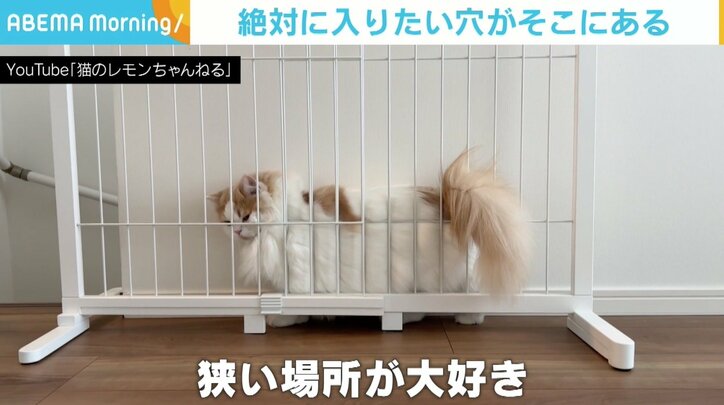 「段ボール箱に入りたい！」 必死に顔と体を押し込むもふもふ猫 脚をバタバタさせ果敢に挑戦