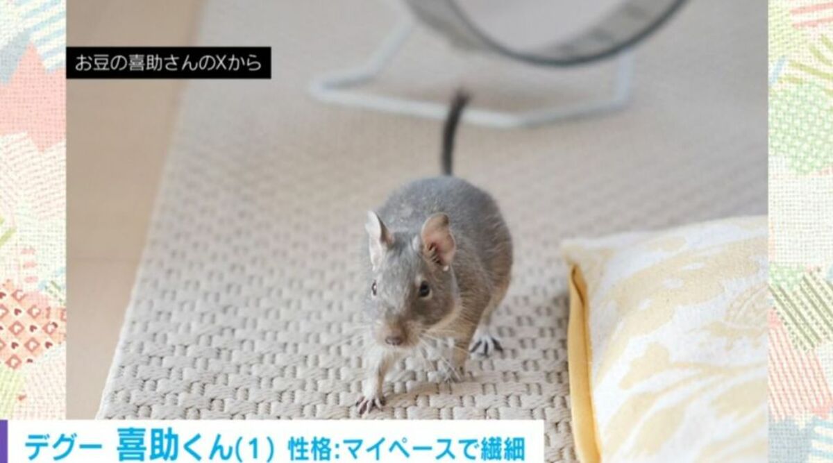 しっかり干せてる？」デグーが短い手足で洗濯物を入念にチェックする姿