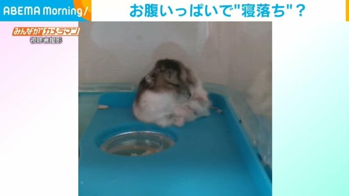 お腹いっぱいでウトウト 寝落ちしたハムスターの 衝撃的結末 に くっそかわええ この重量感たまらん の声 話題 Abema Times お腹いっぱいでウトウト 寝落ちしたハムスターの 衝撃的結末 に くっそかわええ この重量感たまらん の声 話題 Abema Times