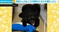 怒ってる!?撮影された黒猫の “奇跡の1枚”に「食べられちゃう～」「タイミングよく撮れましたね」と驚きの声