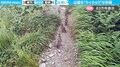 ライチョウの群れが道案内!?山道での感動的な出会いに「立派な案内人さんだ」「目がハートになっちゃった」と反響