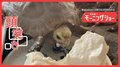 頭突き!食べる… 豆腐に頭をぶつけるカメさん 豆腐が好きなの?嫌いなの?