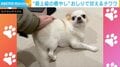 「最上級の癒し」おしりで甘えるチワワに「あざとくて何が悪いの?」「ビュンビュン尻尾w」など反響