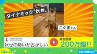【映像】もはや柔道の受け身？ダイナミックな“伏せ”をする柴犬