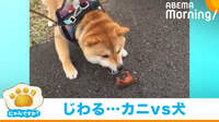 【映像】イヌカニ合戦？散歩中に勃発した柴犬とカニの戦い