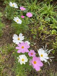 戸田恵子『おおさかこうえんしょにち！』