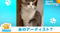 【映像】凛々しい表情で風を浴びる猫（全身ショット）